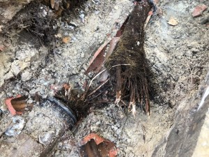 blocked drains north shore